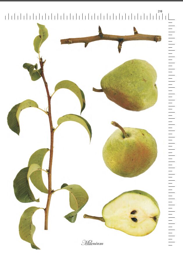Pomologia Romaniei Dr Sestras 7
